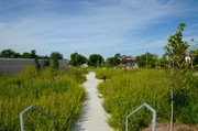 park plants